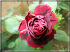 foto Rose